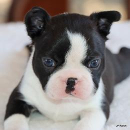 Elliot - Black and white male Boston Terrier puppy in Winnsboro, Texas from JP Ranch Bulldogs