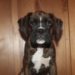 Boxers and Bulldogs from Fallen Timbers Bulldogs