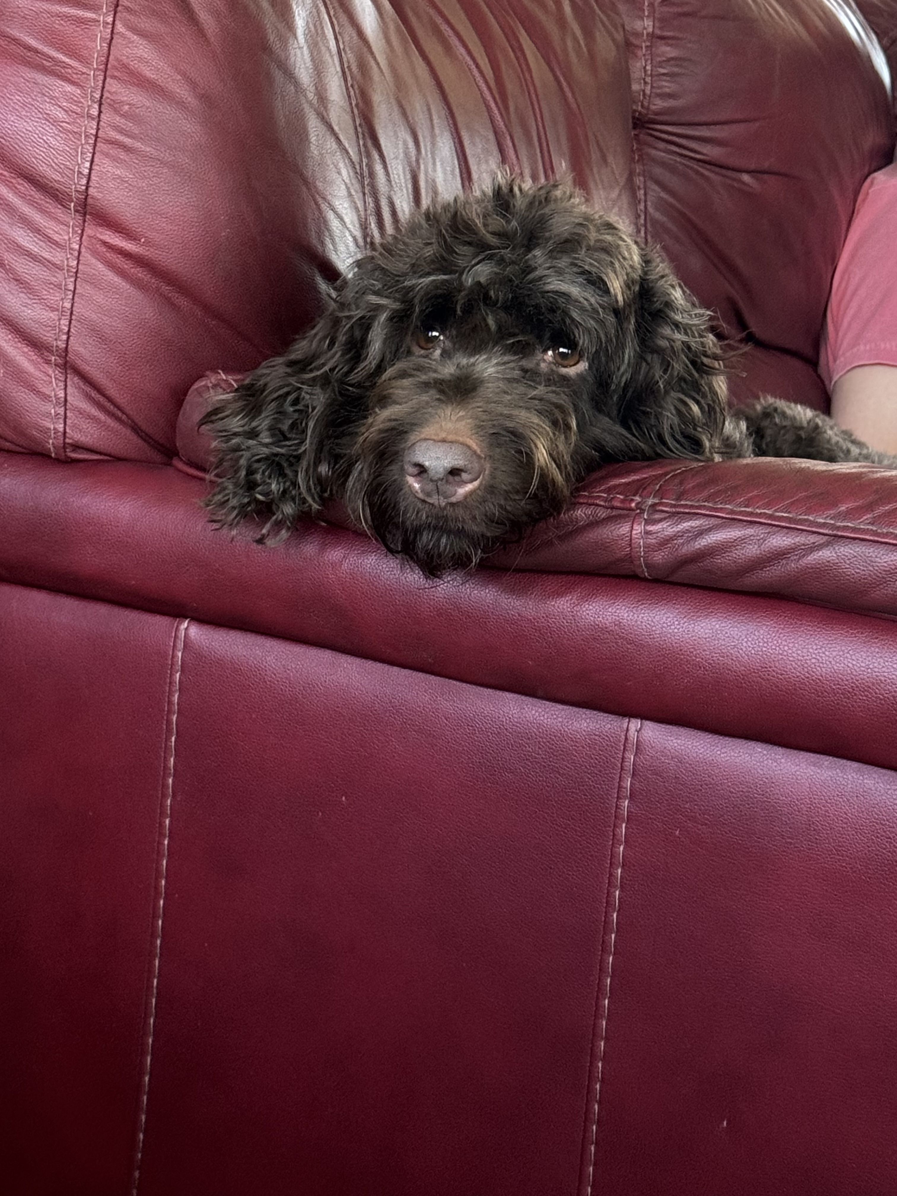 Twin Oaks Kennels in Goldendoodle and Poodle puppies Good Dog