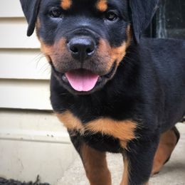Rottweiler Puppies from Alpha Co. Rottweilers