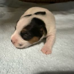 Girl 5 - Tri-color female Jack Russell Terrier puppy in Yakima County, Washington from Saddle Rock Kennels