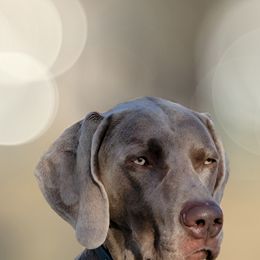 Weimaraners from Kaleidoscope Weims