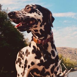 Zero - Dalmatian