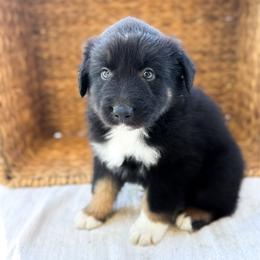 Porter - Black tri-color male Australian Shepherd puppy in Unionville, Iowa from Soap Creek Kennels