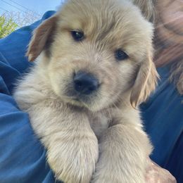 Goldendoodle and Golden Retriever Puppies from Valley of the Sun Breeders