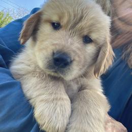 Goldendoodle and Golden Retriever Puppies from Valley of the Sun Breeders