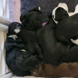 English Cocker Spaniel Puppies from Crack O' Dawn Cockers
