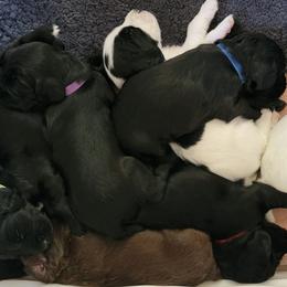 English Cocker Spaniel Puppies from Crack O' Dawn Cockers