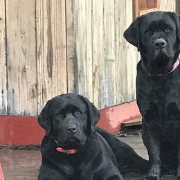 Labrador Retriever All Grown Up from Hill’s Labrador Retrievers