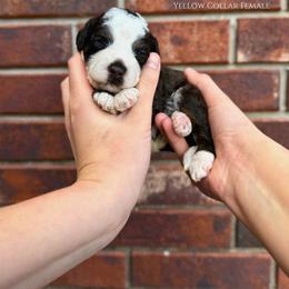 Anna - Brown and white female Bernedoodle puppy in Owasso, Oklahoma from Kallams Bernedoodles & Bernese Mountain Dogs