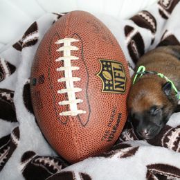 Belgian Malinois Puppies from Pyrex Kennels