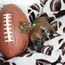 Belgian Malinois Puppies from Pyrex Kennels