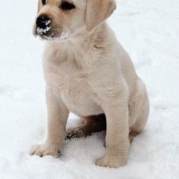 Labrador Retriever Puppies from Sugarpine Labradors