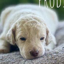 Scone - Cream male Poodle puppy in Pella, Iowa from Prodigy Farms Therapy Dogs
