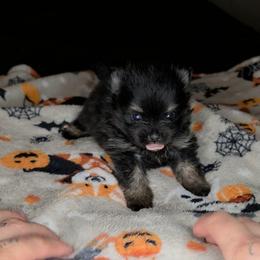 Onyx - Black and tan parti male Pomeranian puppy in Newport News, Virginia from Itty Bitty Poms