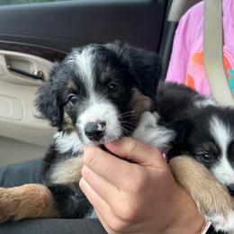 Rue - Black tri female Miniature Australian Shepherd puppy in North Richland Hills, Texas from Hailey's Miniature Australian Shepherds