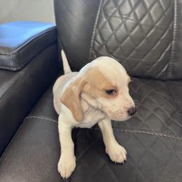 Misty - Lemon and white female Beagle puppy in Meridianville, Alabama from Spear Lake Beagles