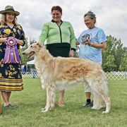 Zen - Borzoi