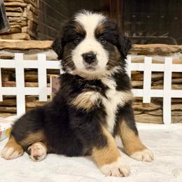 Sirius - Black tri-color male Australian Shepherd puppy in Red Springs, North Carolina from Julia Rose Ranch