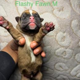Green - Fawn male Boxer puppy in Louisville, Kentucky from Nelson’s Fancy Frenchies and Bulldogs