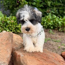 Winston - Salt and pepper male Miniature Schnauzer puppy in Taylorsville, North Carolina from Feather & Tail Acres
