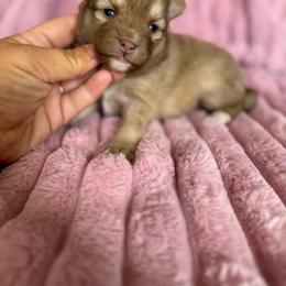 Aurora - Chocolate female Pomsky puppy in Aberdeen, Idaho from Willow Creek Cresteds