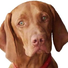 Vizslas from Sequoia Reds Vizslas