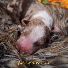 REED - Red merle male Australian Shepherd puppy in Salem, Arkansas from Patchwork Kennels