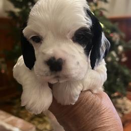 Leo - Black and white male Cocker Spaniel puppy in Church Point, Louisiana from Acadia's Cockers