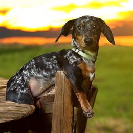 Dixie - Dachshund