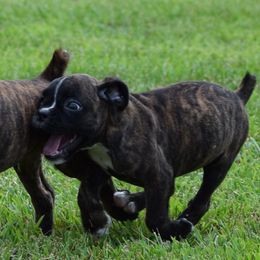 Moose - Brindle male Boxer puppy in Humboldt, Nebraska from Keims Royal Boxers