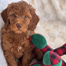 Teddy - Red  male Goldendoodle puppy in Maricopa, Arizona from AZ Designer Goldendoodles