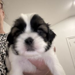Billy - Black gold and white male Shih Tzu puppy in Ridgecrest, California from Love4Shihtzu