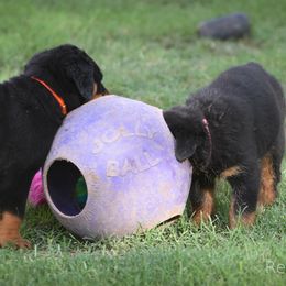 Labrador Retriever and Rottweiler Puppies from Merakxel