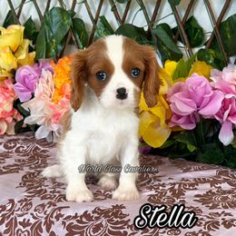 Jasper - Blenheim female Cavalier King Charles Spaniel puppy in Hollywood, Florida from World Class Cavaliers