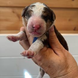 Cri-Kee - Chocolate merle male Bernedoodle puppy in New Ringgold, Pennsylvania from Hawk Mountain Doodles