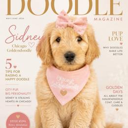 Girl 1 - Cream female Goldendoodle puppy in Aurora, Illinois from Chicago Goldendoodles