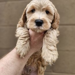 Goldendoodle Puppies from AZ Cuddle Doodle Kisses