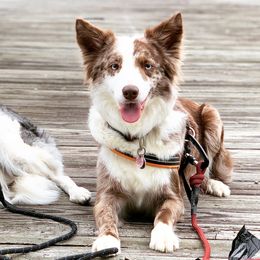 Border Collies from Buck Branch Border Collies