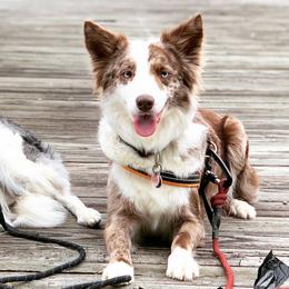 Border Collies from Buck Branch Border Collies