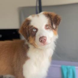 Verity (Pink) - Red tri-color female Australian Shepherd puppy in Navasota, Texas from Triple MMM Kennel