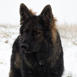 Kota - German Shepherd