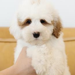 'Porky' Yellow Collar Male Medium Bernedoodle - Yellow and white male Bernedoodle puppy in Kamas, Utah from A + E Farms