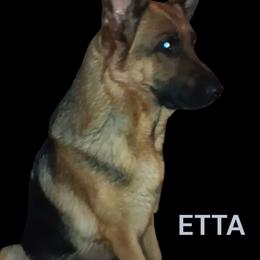 Etta - German Shepherd