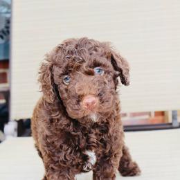Scrumdiddlyumptious - Brown male Bernedoodle puppy in Ohio from Moore Doodles