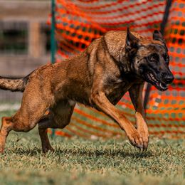 Nala - Belgian Malinois