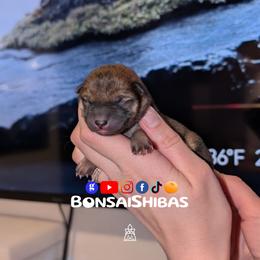 YAMI - Red female Shiba Inu puppy in Minnesota from BonsaiShibas