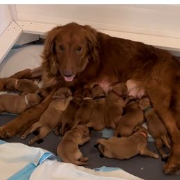 Golden Retriever Puppies from Blanco River Field Golden Retrievers