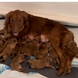Golden Retriever Puppies from Blanco River Field Golden Retrievers
