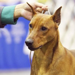 Romeo - German Pinscher